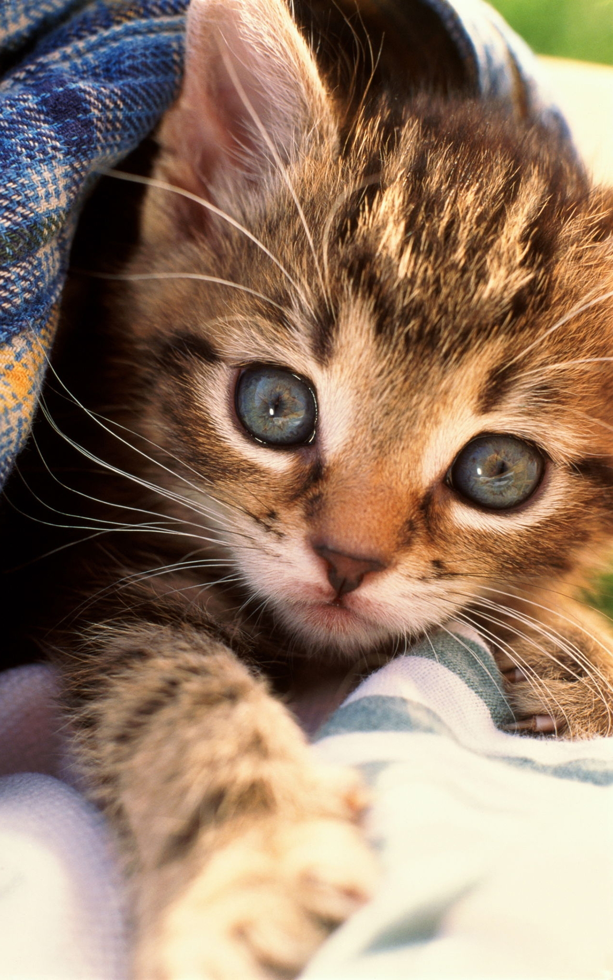 Windows Vista Cat
